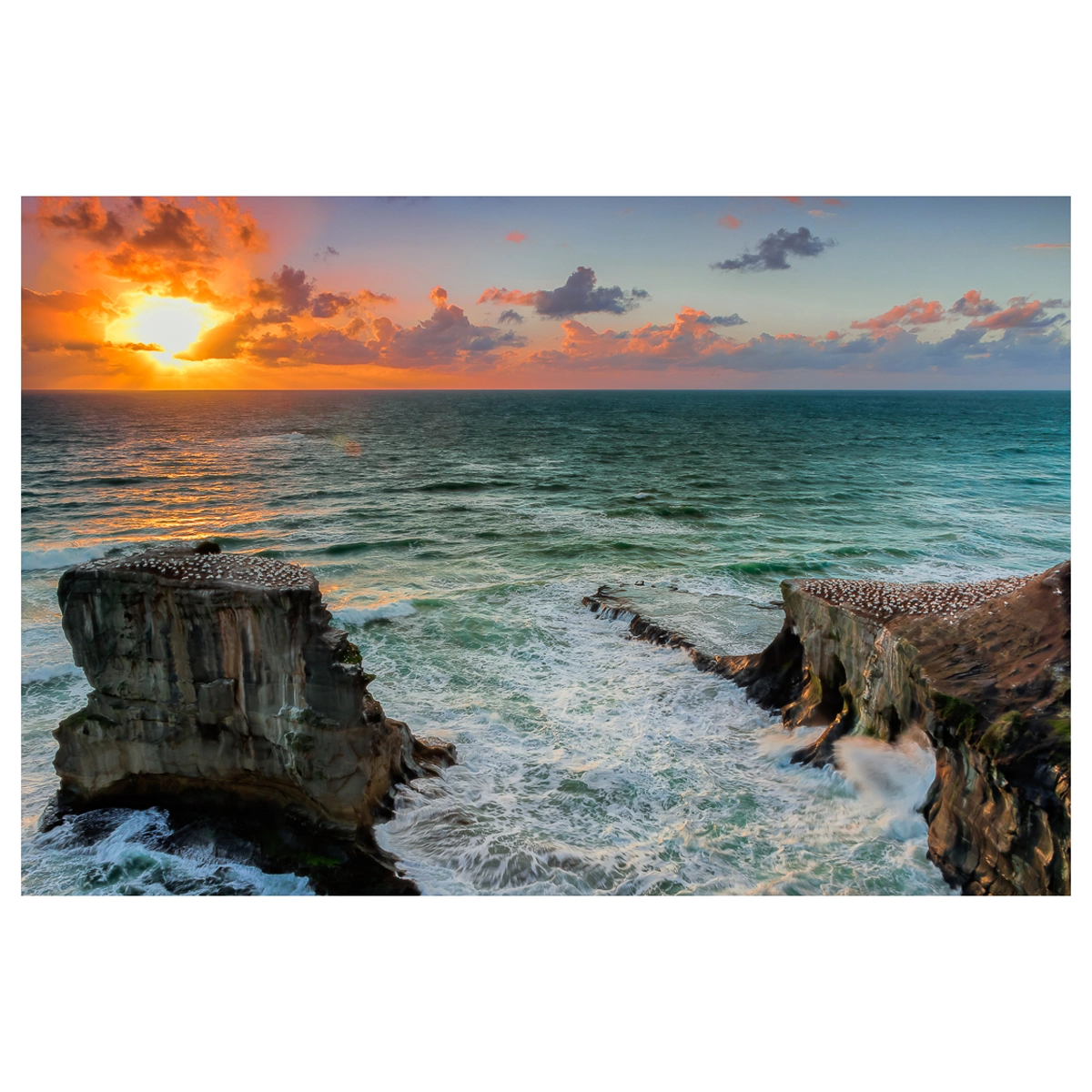 Sunset view of Muriwai Gannet Colony with waves crashing against cliffs and birds nesting.