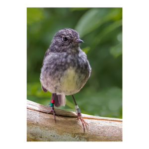 Toutouwai