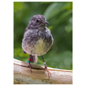 Toutouwai North Island Robin photographed in a tree in the forest.