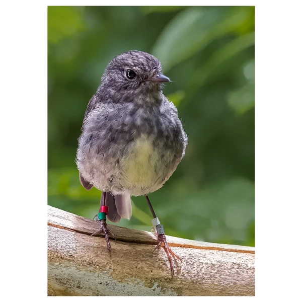 Toutouwai North Island Robin photographed in a tree in the forest.