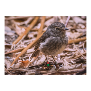 Toutouwai North Island Robin