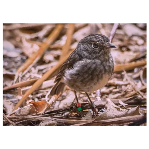 Toutouwai North Island Robin photographed in the leaf litter on the forest floor.