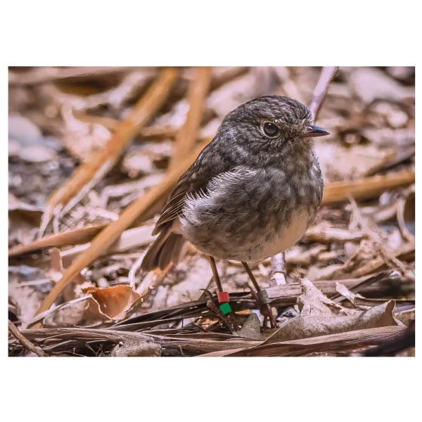 Toutouwai North Island Robin photographed in the leaf litter on the forest floor.