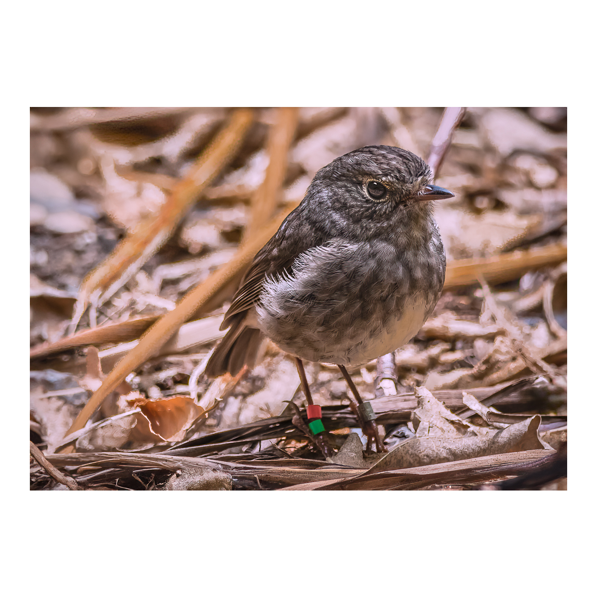 Toutouwai North Island Robin