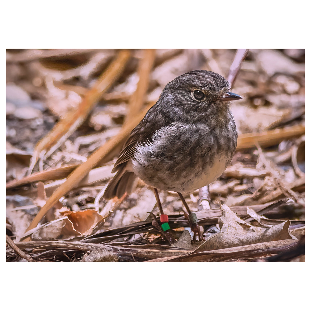 Toutouwai North Island Robin photographed in the leaf litter on the forest floor.