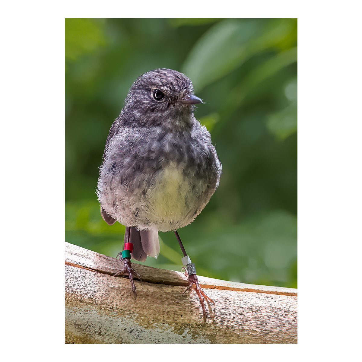 Toutouwai North Island Robin