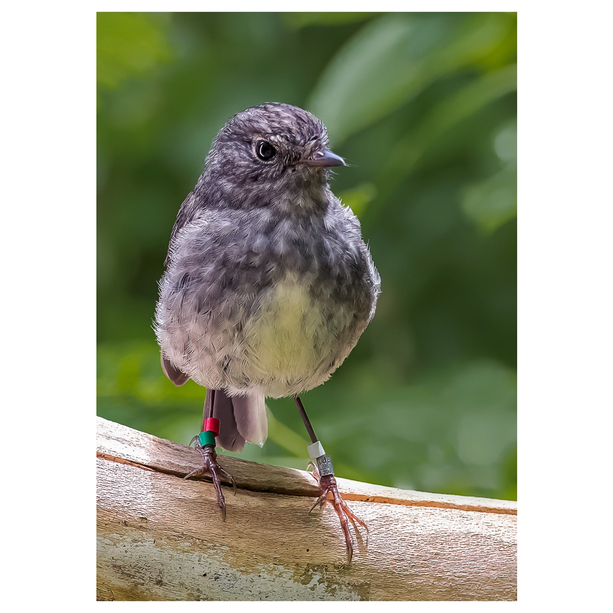 Toutouwai North Island Robin photographed in a tree in the forest.