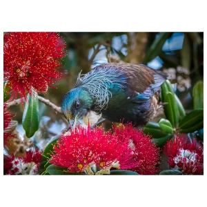 Tui bird in a Pohutakawa tree eating nectar from the red flowers.