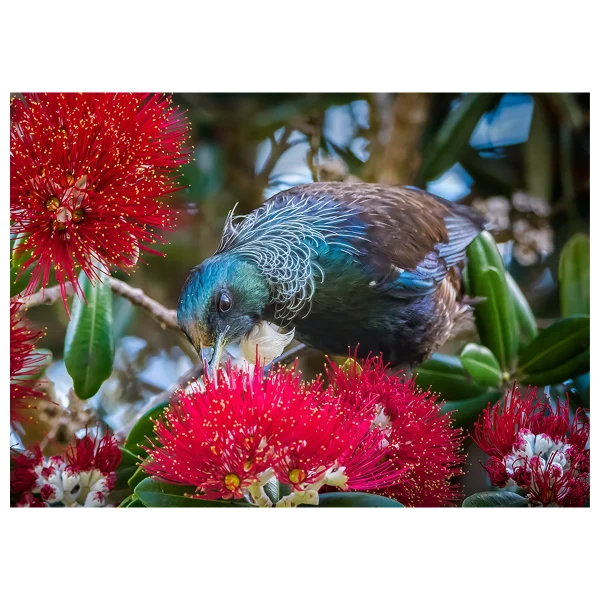 Tui bird in a Pohutakawa tree eating nectar from the red flowers.