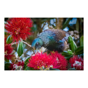 Tui in Pohutakawa