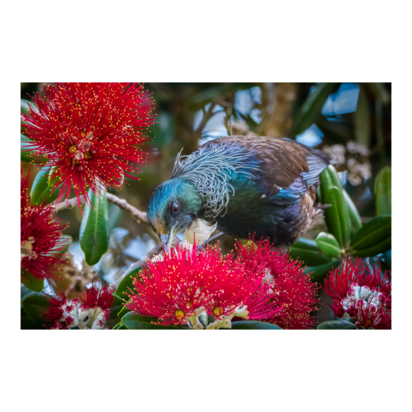 Tui in Pohutakawa Tree