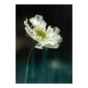 White Scabiosa