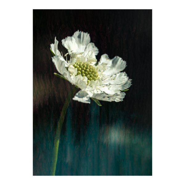 White Scabiosa Flower