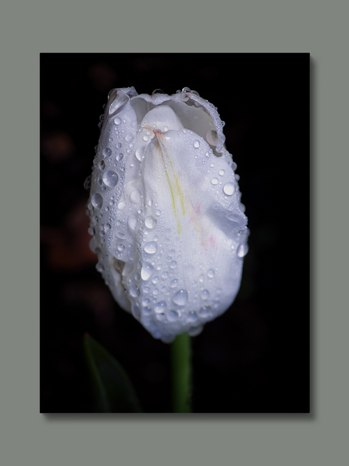 White Tulip Canvas