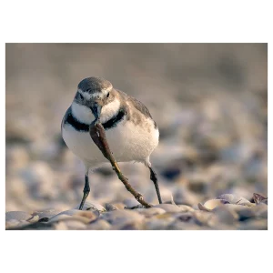 Wrybill bird front-on with a long worm in its beak on a shelly shore.