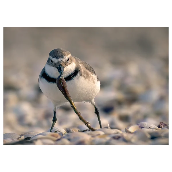 Wrybill bird front-on with a long worm in its beak on a shelly shore.