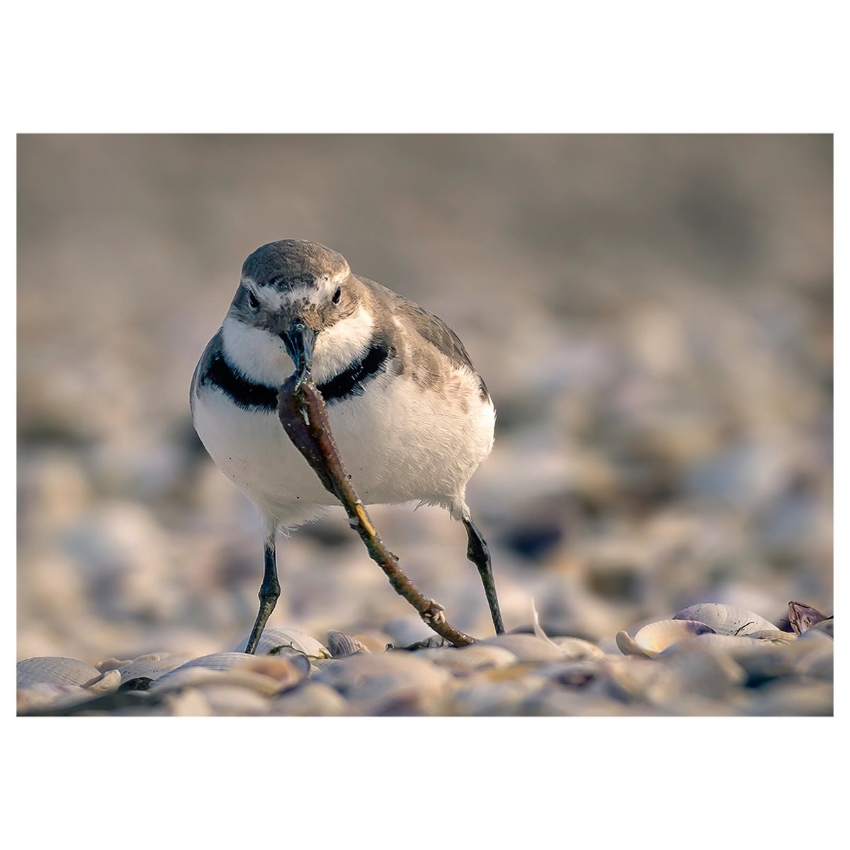 Wrybill bird front-on with a long worm in its beak on a shelly shore.