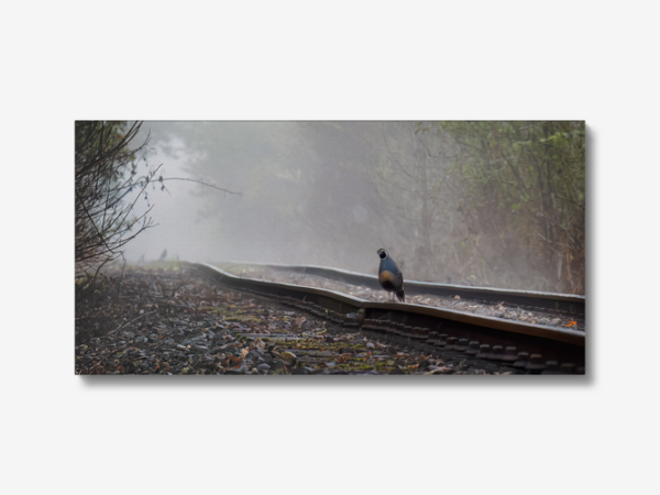 Bird on a Rail