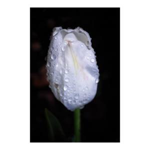 White Tulip after the Rain