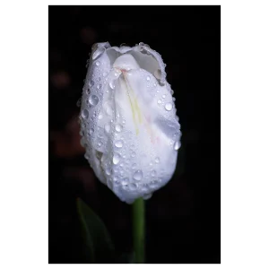 Close-up of a white tulip with raindrops against a black background.