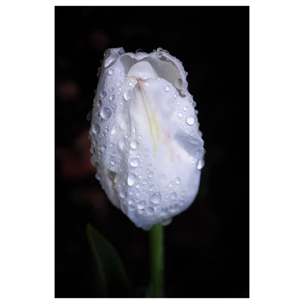 White Tulip