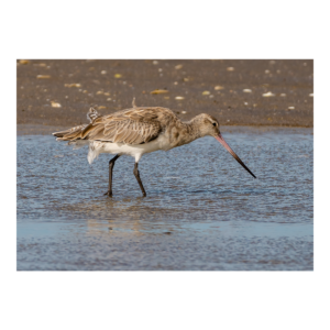 Bar-Tailed Godwit