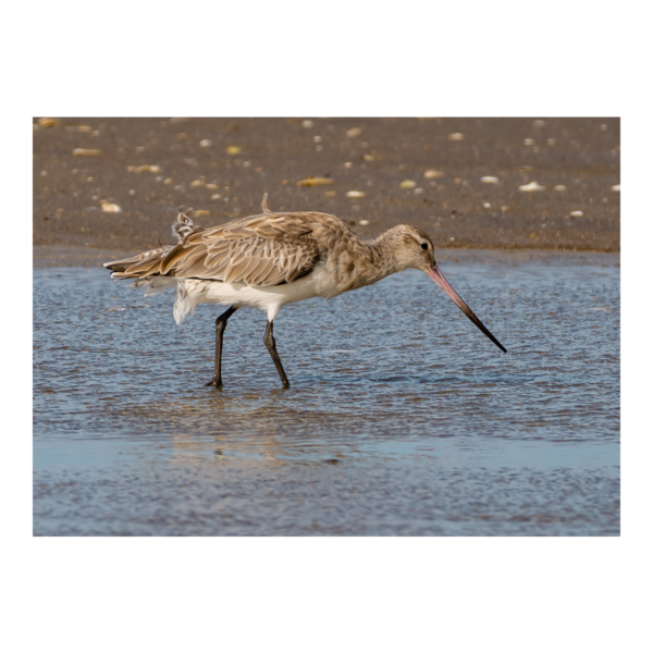 Bar-Tailed Godwit