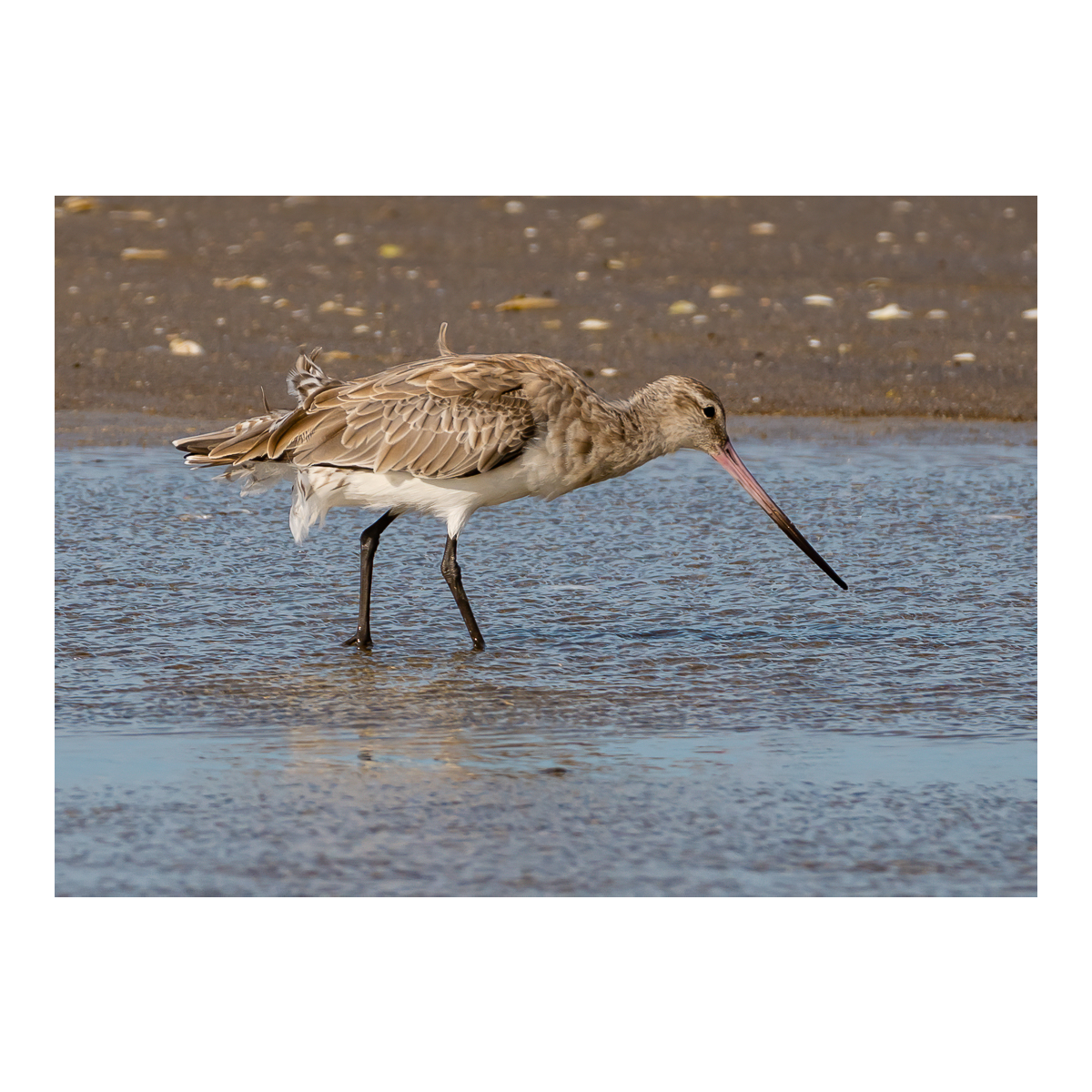 Bar-Tailed Godwit