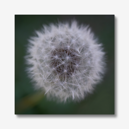 The Dandelion