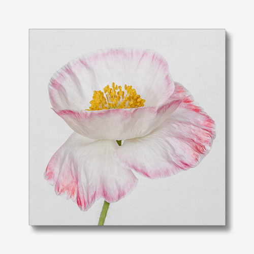 Canvas Poppy High Key