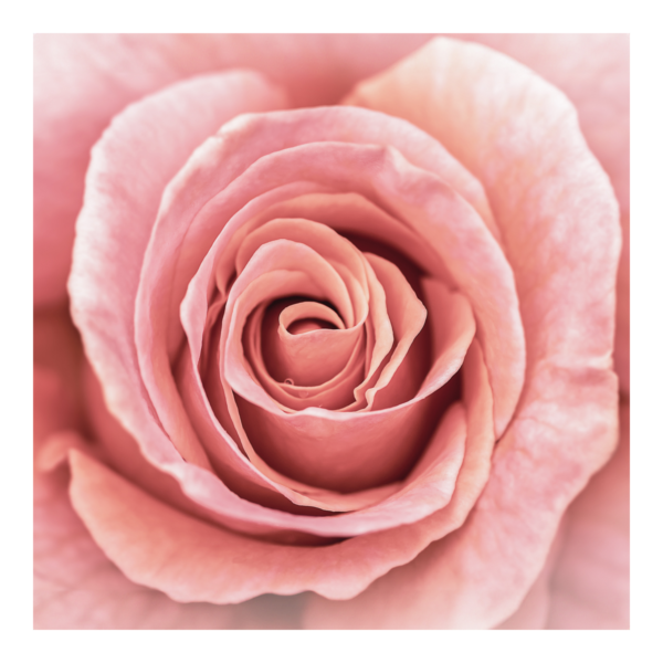 Pink Rose