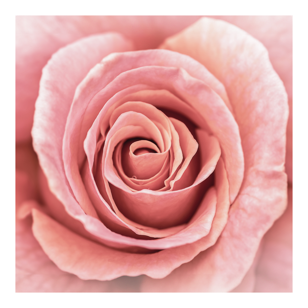 Pink Rose