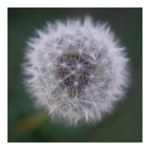 The Dandelion