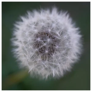 Close-up of a dandelion seed head against a blurred green background.