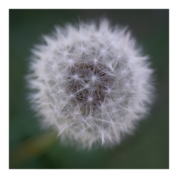 The Dandelion