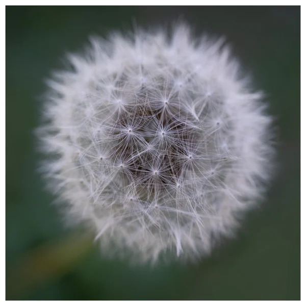 Close-up of a dandelion seed head against a blurred green background.