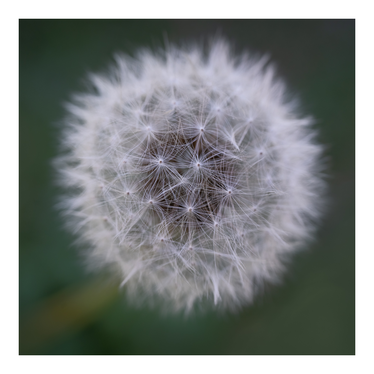 The Dandelion