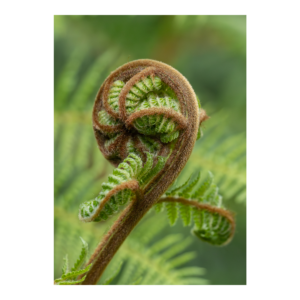 Emerald Fern Koru