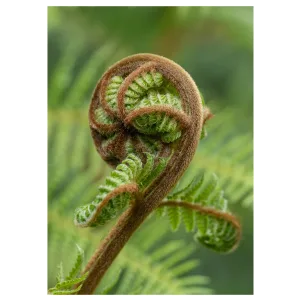 Close-up of a fern koru, showcasing its intricate spiral pattern.