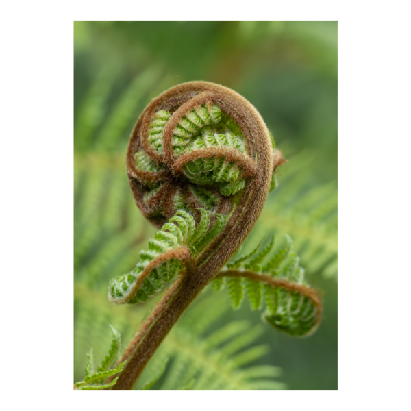 Emerald Fern Koru