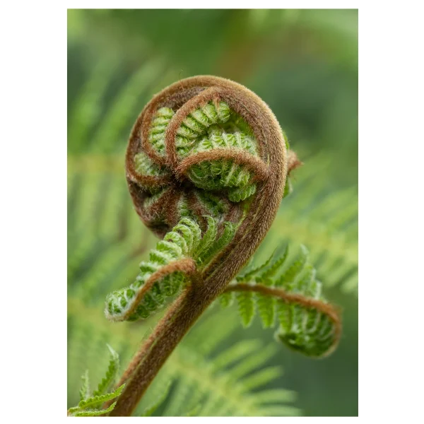 Close-up of a fern koru, showcasing its intricate spiral pattern.