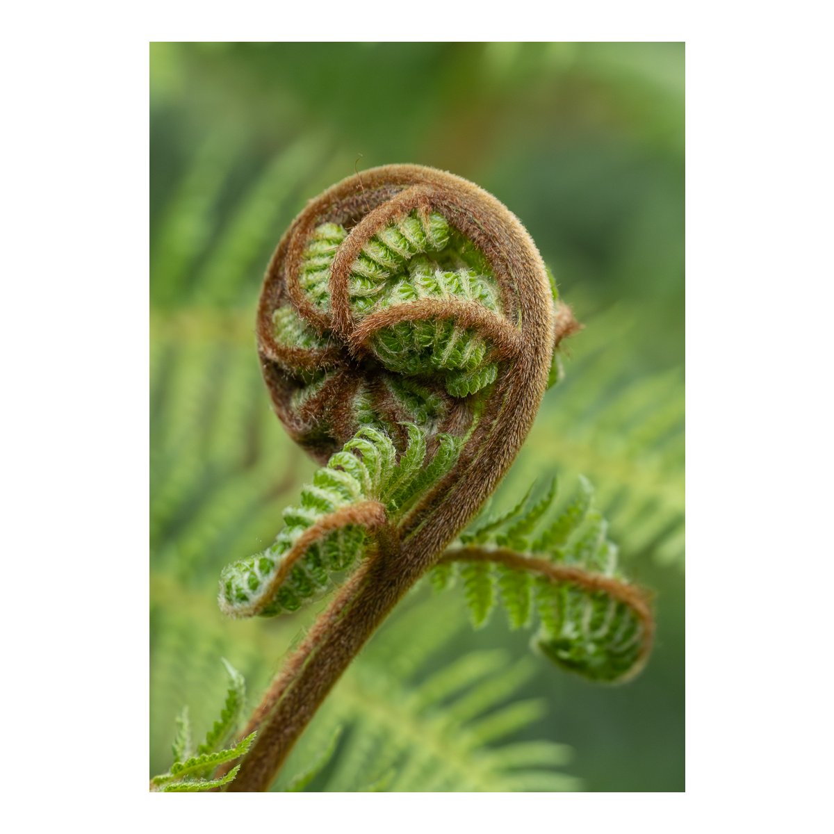 Emerald Fern Koru