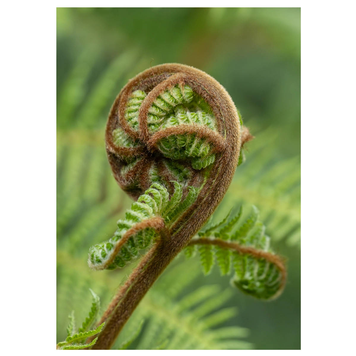 Close-up of a fern koru, showcasing its intricate spiral pattern.