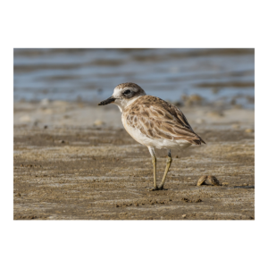 New Zealand Dotterel