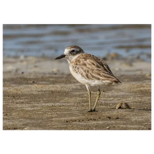 New Zealand dotterel walking along the sand at low tide