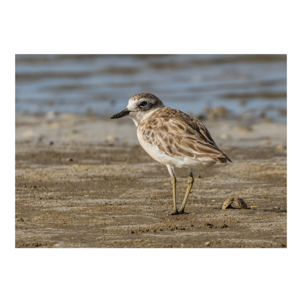 New Zealand Dotterel