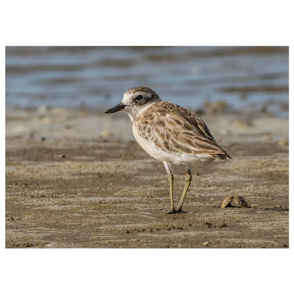 New Zealand dotterel walking along the sand at low tide