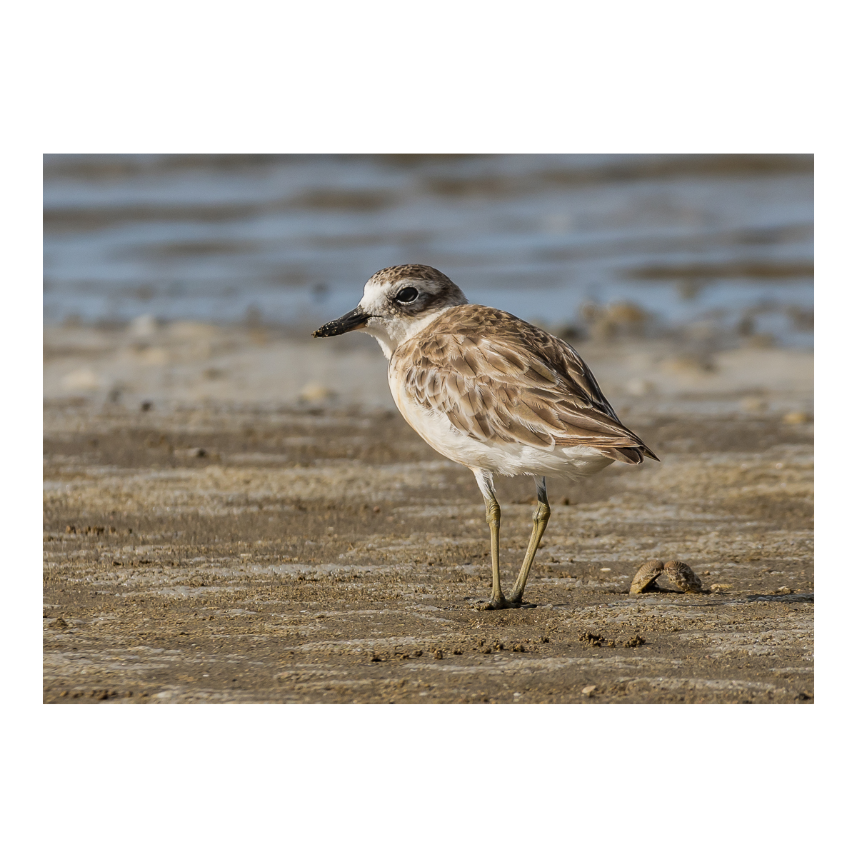 New Zealand Dotterel