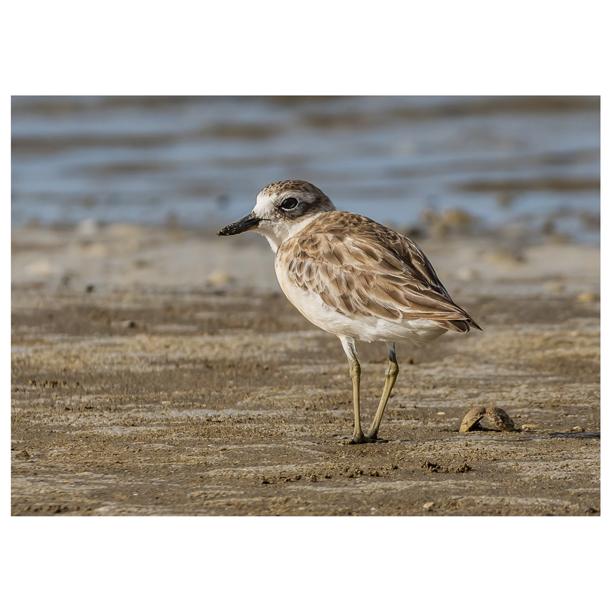 New Zealand dotterel walking along the sand at low tide