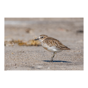 New Zealand Dotterel on the Move